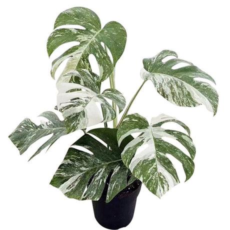 Monster Deliciosa Albo Variegata - 50 cm