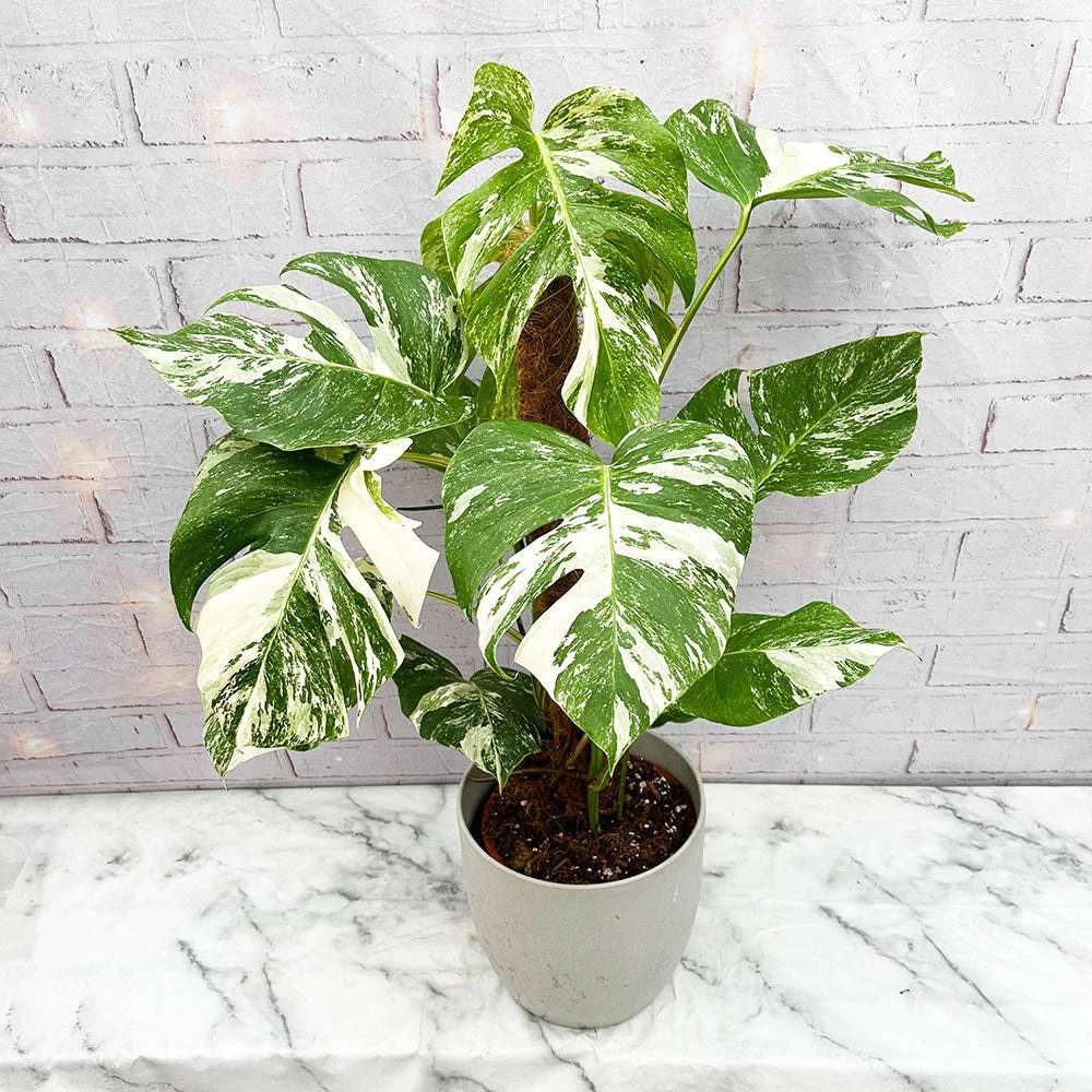 Monster Deliciosa Albo Variegata - 50 cm