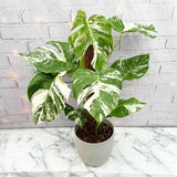 Monster Deliciosa Albo Variegata - 50 cm