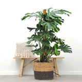 Monstera Deliciosa - 100 cm