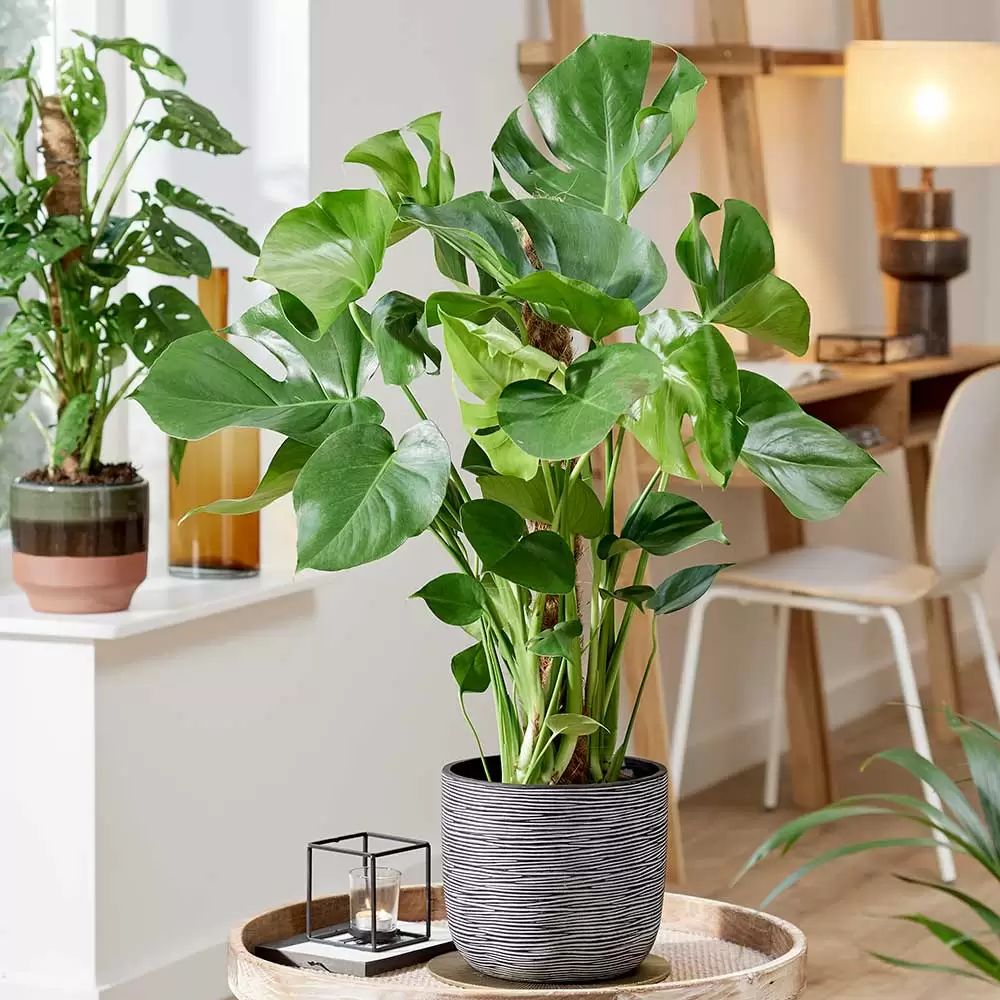 Monstera Deliciosa - 100 cm