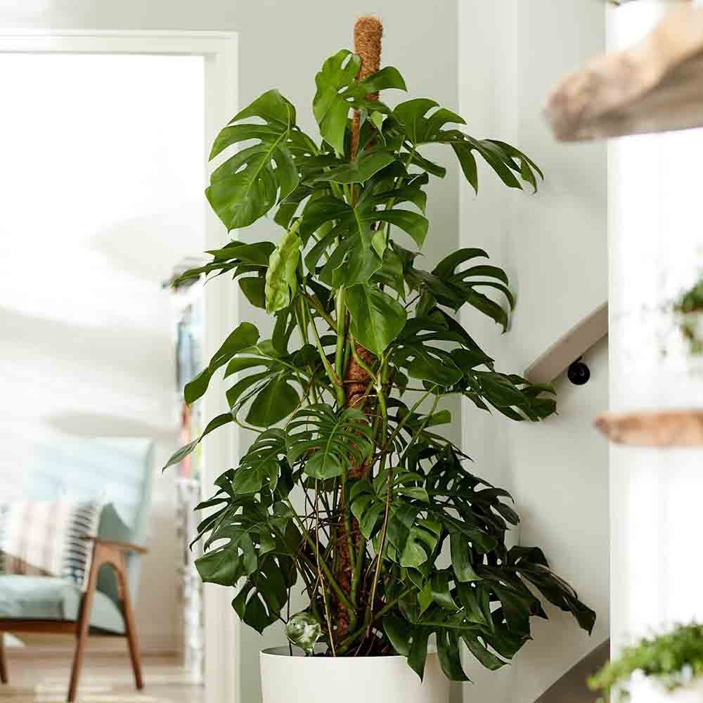 Monstera Deliciosa - 100 cm
