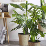 Monstera Deliciosa - 100 cm