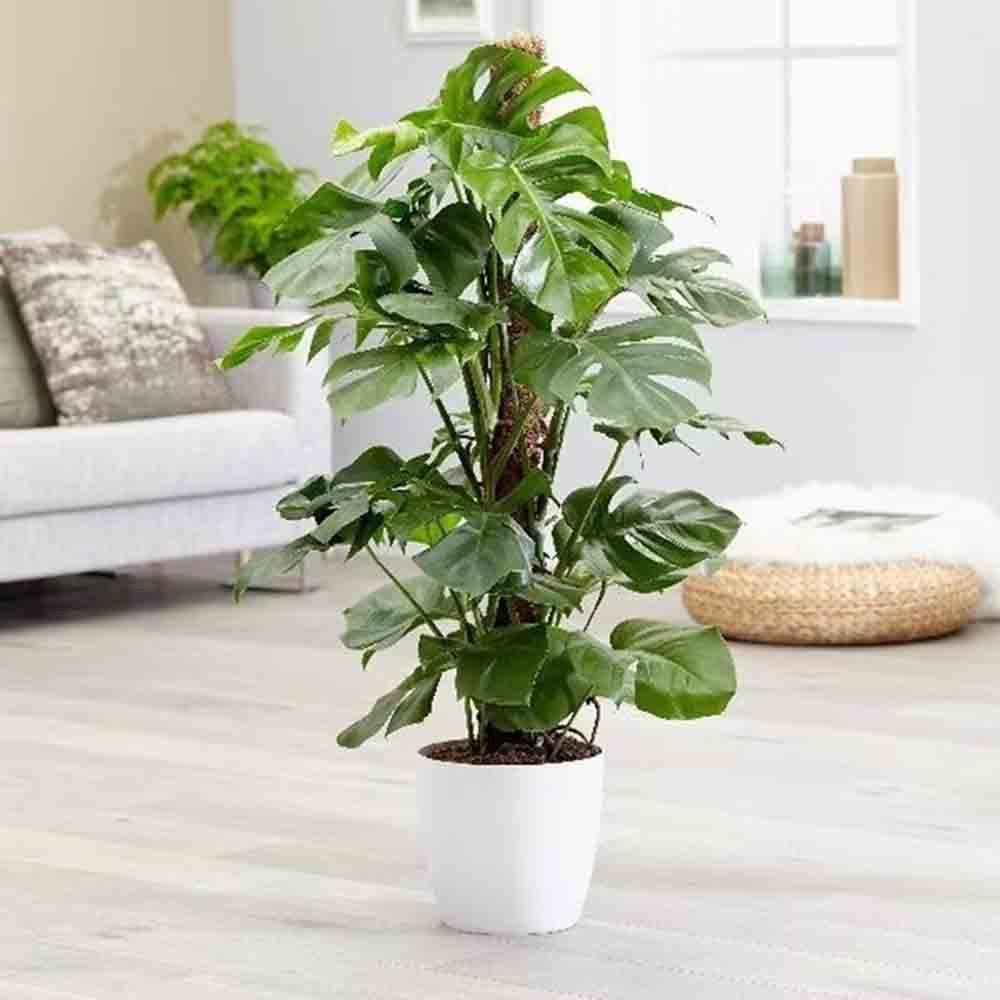 Monstera Deliciosa - 100 cm