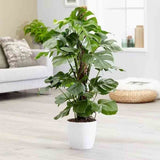 Monstera Deliciosa - 100 cm