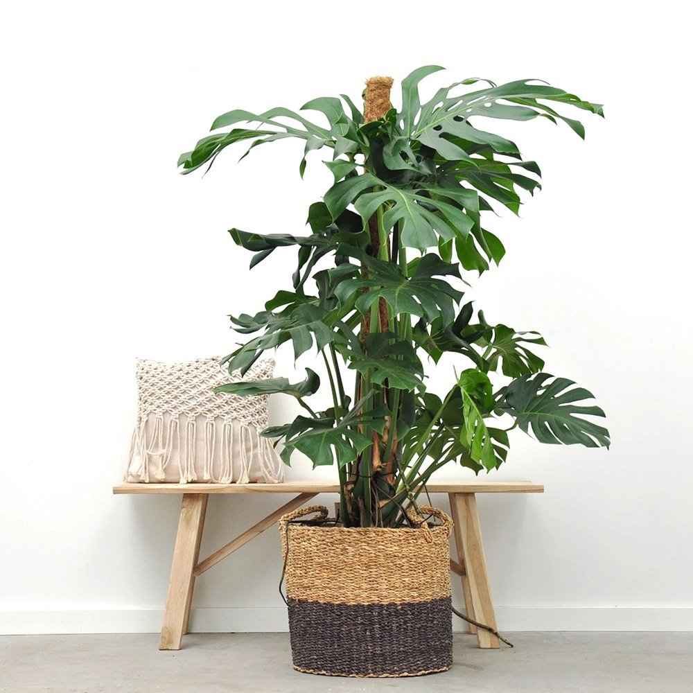 Monstera Deliciosa - 130 cm