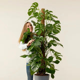 Monstera Deliciosa - 150 cm