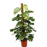 Monstera Deliciosa - 150 cm