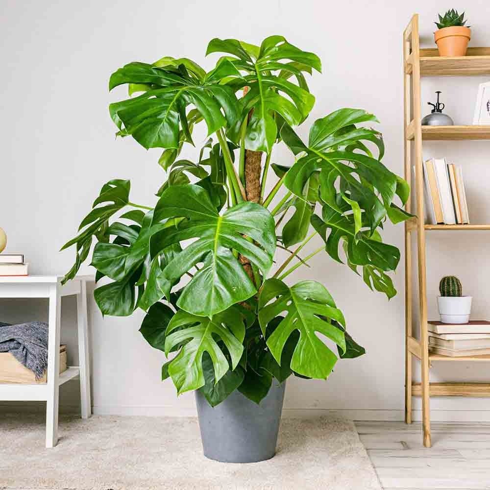 Monstera Deliciosa - 70 cm