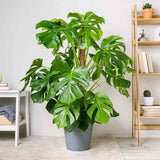 Monstera Deliciosa - 70 cm