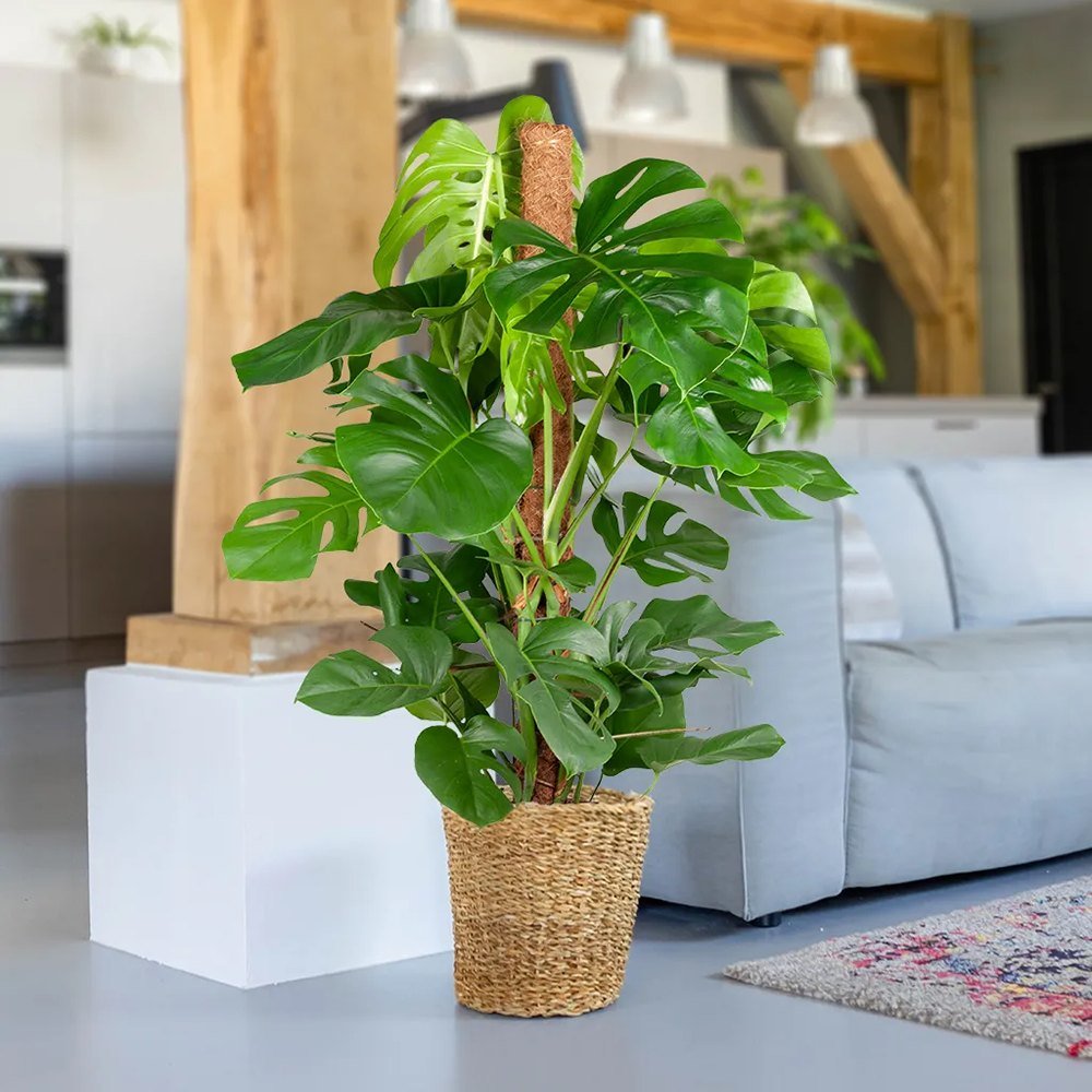 Monstera Deliciosa - 70 cm