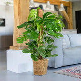 Monstera Deliciosa - 70 cm