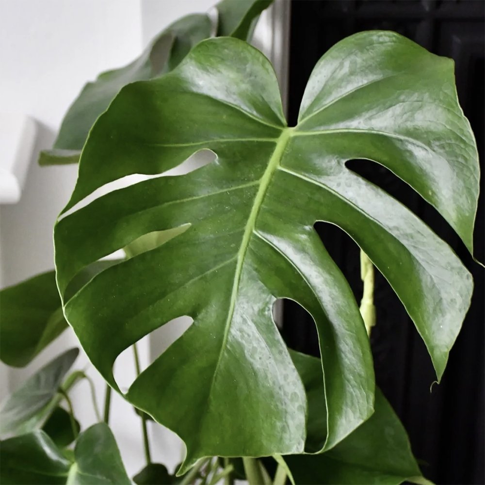 Monstera Deliciosa - 70 cm