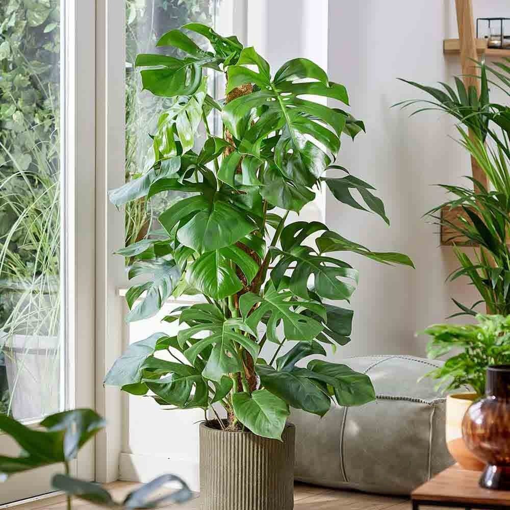 Monstera Deliciosa - 85 cm