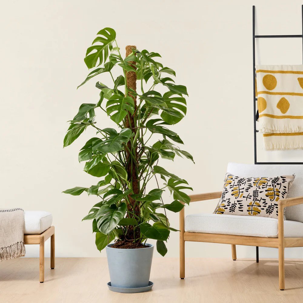 Monstera Deliciosa cu suport - 120 cm