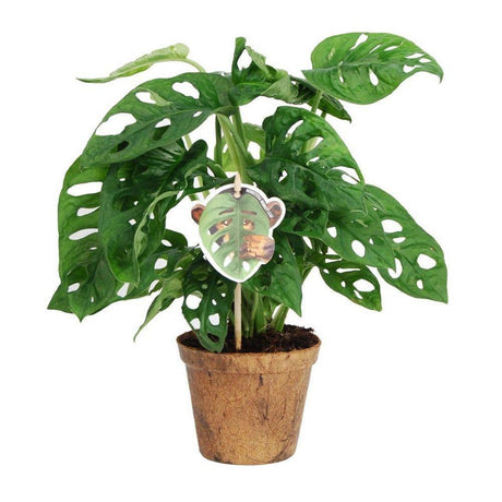 Monstera Obliqua - 30-35 cm