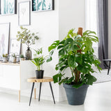 Monstera Pertusum cu suport - 150 cm