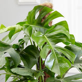 Monstera Pertusum cu suport - 150 cm
