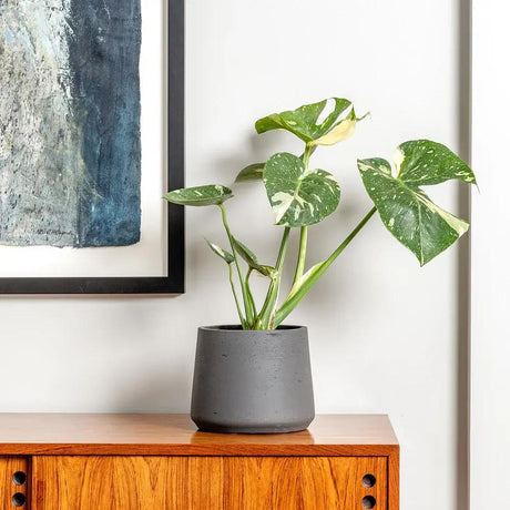 Monstera Deliciosa Thai Constellation, 55 cm, planta de interior rara, variegatie alba marmurata, frunze mari decupate, planta tropicala purificatoare de aer