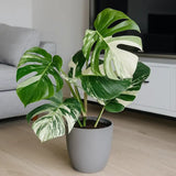 Monstera Deliciosa Thai Constellation, 60 cm, cadou planta de interior rara, variegatie alba marmurata, frunze mari decupate, planta tropicala purificatoare de aer
