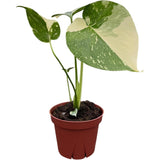 Monstera Deliciosa Thai Constellation, 25 cm, planta de interior rara, variegatie alba marmurata, frunze mari decupate, planta tropicala purificatoare de aer