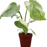 Monstera Deliciosa Thai Constellation, 35 cm, planta de interior rara, variegatie alba marmurata, frunze mari decupate, planta tropicala purificatoare de aer