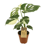 Monstera Deliciosa Thai Constellation, 60 cm, cadou planta de interior rara, variegatie alba marmurata, frunze mari decupate, planta tropicala purificatoare de aer