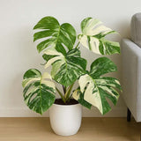 Monstera Deliciosa Thai Constellation, 35 cm, planta de interior rara, variegatie alba marmurata, frunze mari decupate, planta tropicala purificatoare de aer