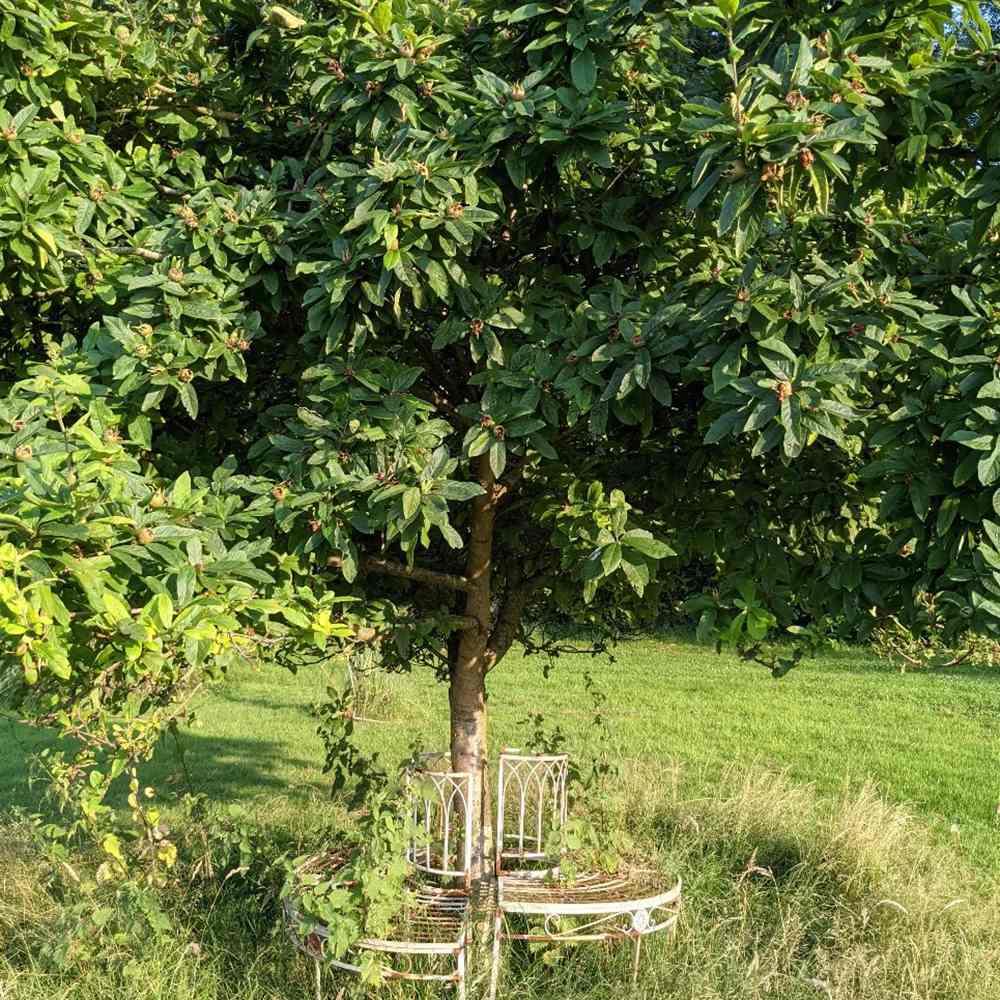 Mosmon (Mespilus germanica), cu fructe dulci-acrisoare