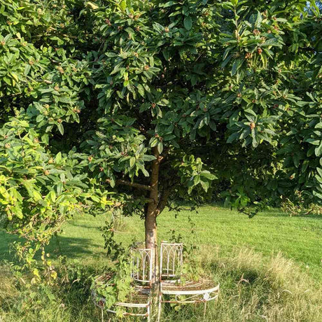 Mosmon (Mespilus germanica), cu fructe dulci-acrisoare