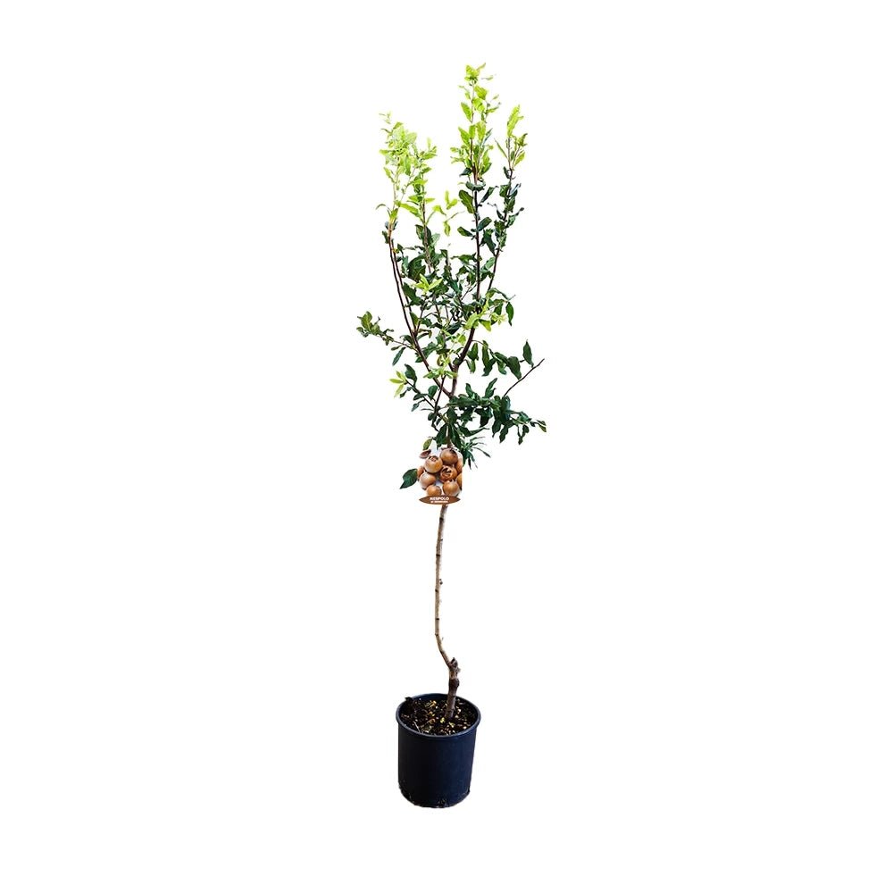 Mosmon (Mespilus germanica), cu fructe dulci-acrisoare