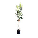 Mosmon (Mespilus germanica), cu fructe dulci-acrisoare