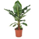Bananier Pitic Dwarf Cavendish, 160-170cm,  planta exotica de interior, fructe dulci comestibile, crestere rapida