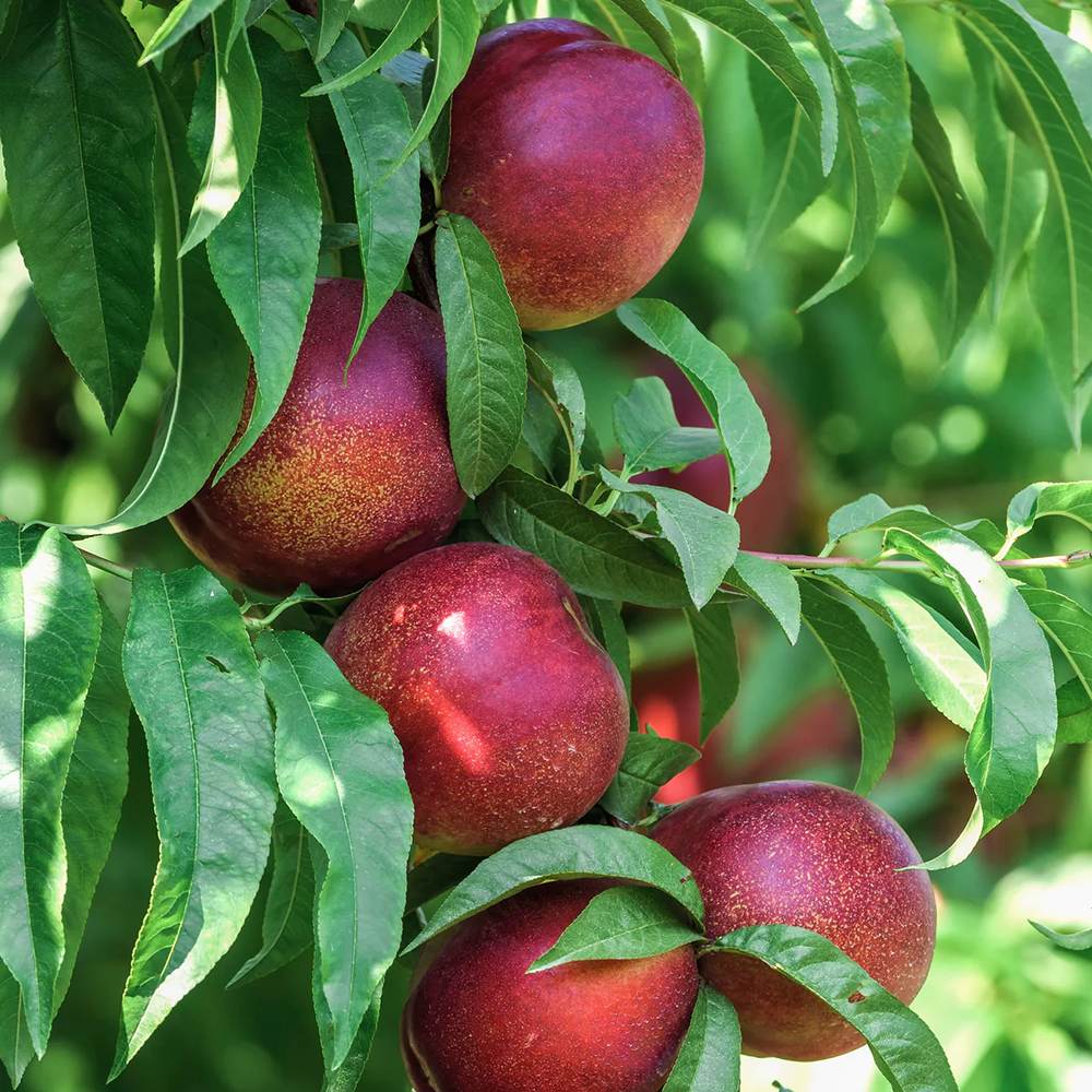 Nectarin Flateryna (Prunus Persica), cu fructe dulci-acrisor fara samburi