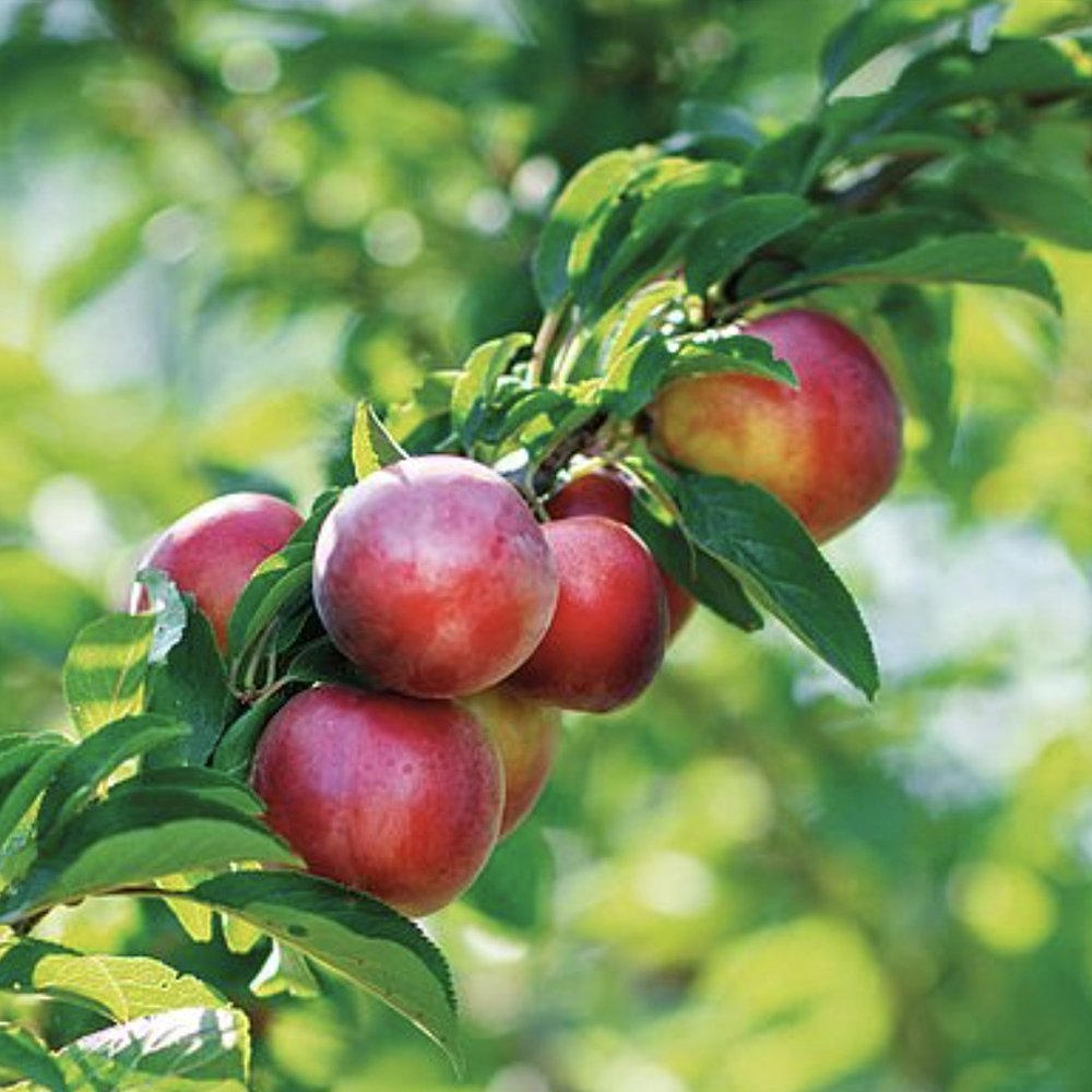 Nectarin Madame Blanchet (Prunus Persica Nucipersica), cu fructe dulci acrisor
