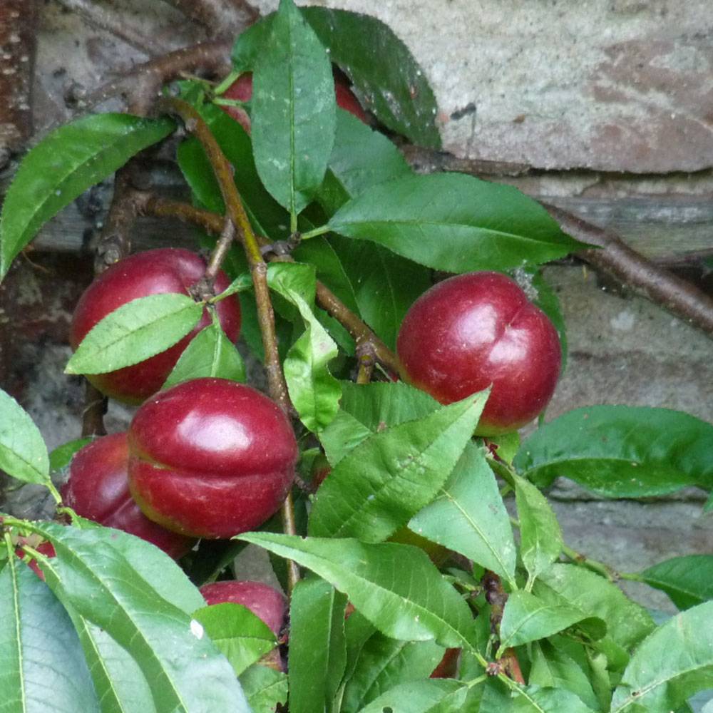 Nectarin Madame Blanchet (Prunus Persica Nucipersica), cu fructe dulci acrisor