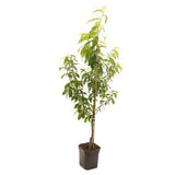Nectarin Madame Blanchet (Prunus Persica Nucipersica), cu fructe dulci acrisor