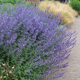 Menta Pisicii (Nepeta) Walker's Low, cu flori albastre-violet si parfum placut