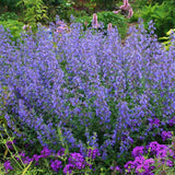 Menta Pisicii (Nepeta) Walker's Low, cu flori albastre-violet si parfum placut