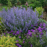 Menta Pisicii (Nepeta) Walker's Low, cu flori albastre-violet si parfum placut