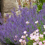 Menta Pisicii (Nepeta) Walker's Low, cu flori albastre-violet si parfum placut