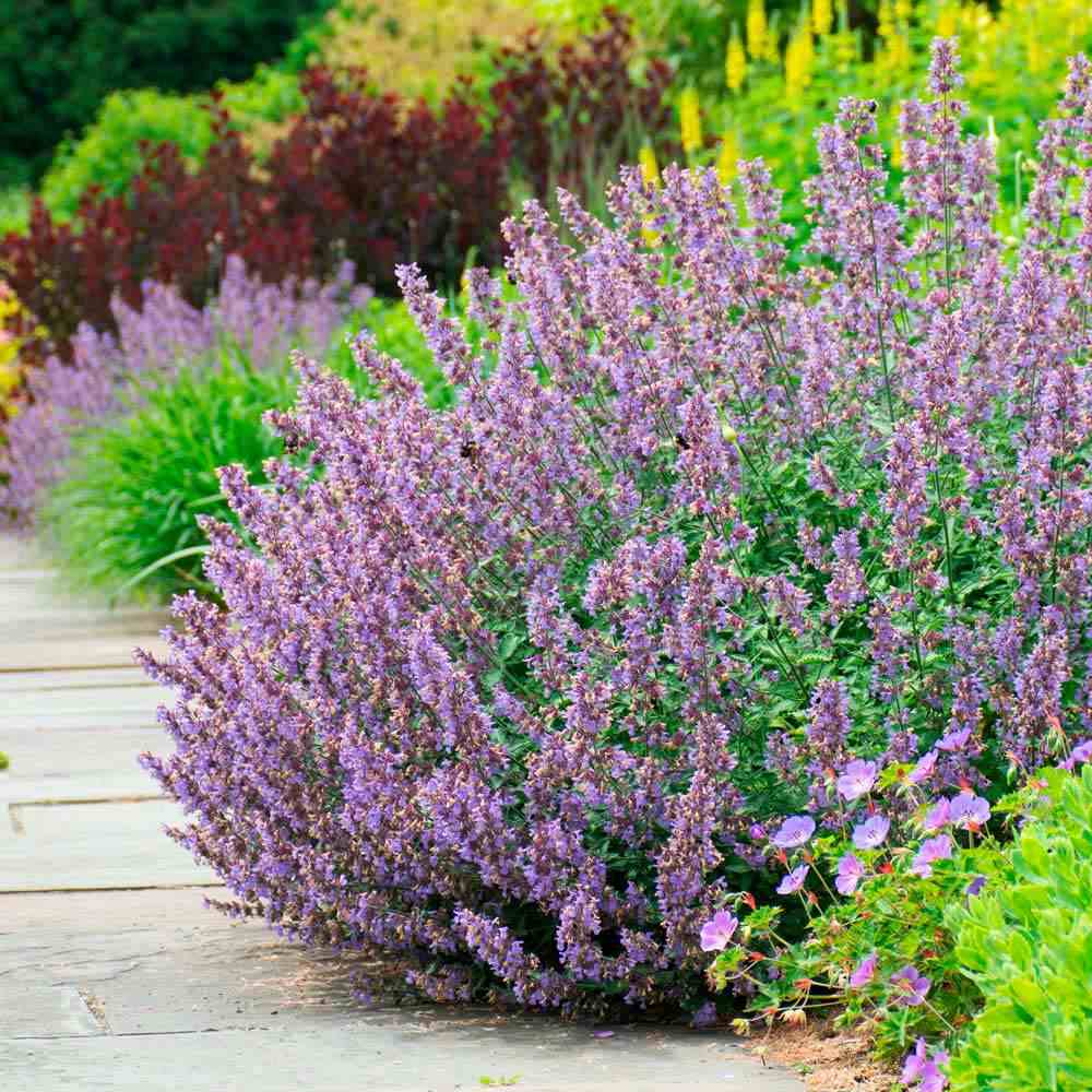 Menta Pisicii (Nepeta) Walker's Low, cu flori albastre-violet si parfum placut