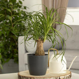 Nolina Recurvata, Picior de Elefant (Beaucarnea Recurvata) - 35 cm