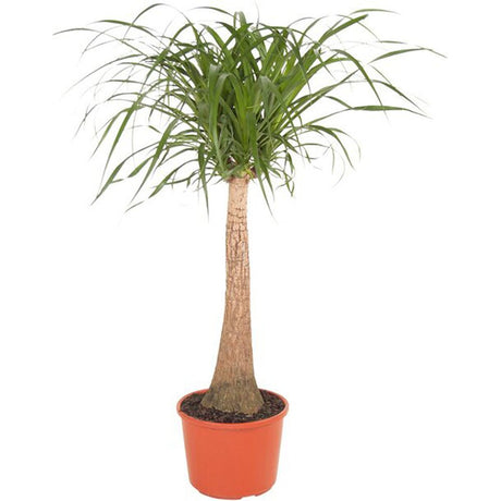 Nolina Recurvata, Picior de Elefant (Beaucarnea Recurvata) - 85/95 cm