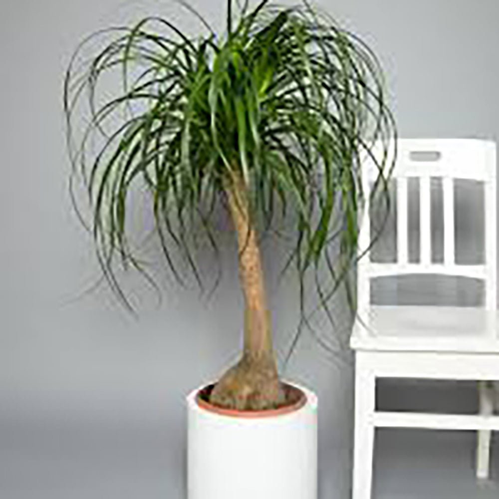 Nolina Recurvata, Picior de Elefant (Beaucarnea Recurvata) - 85/95 cm