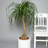 Nolina Recurvata, Picior de Elefant (Beaucarnea Recurvata) - 85/95 cm