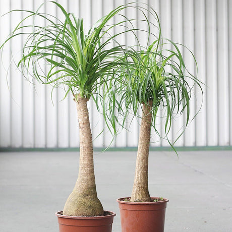 Nolina Recurvata, Picior de Elefant (Beaucarnea Recurvata) - 85/95 cm