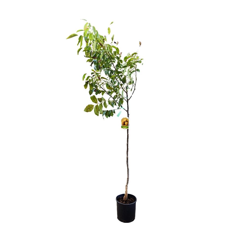 Nuc de Marea Neagra (Juglans Regia), cu gust gulce-amarui