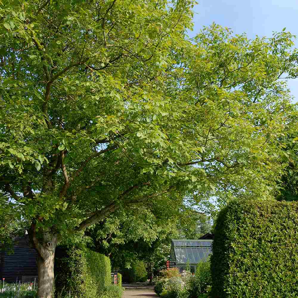 Nuc de Marea Neagra (Juglans Regia), cu gust gulce-amarui