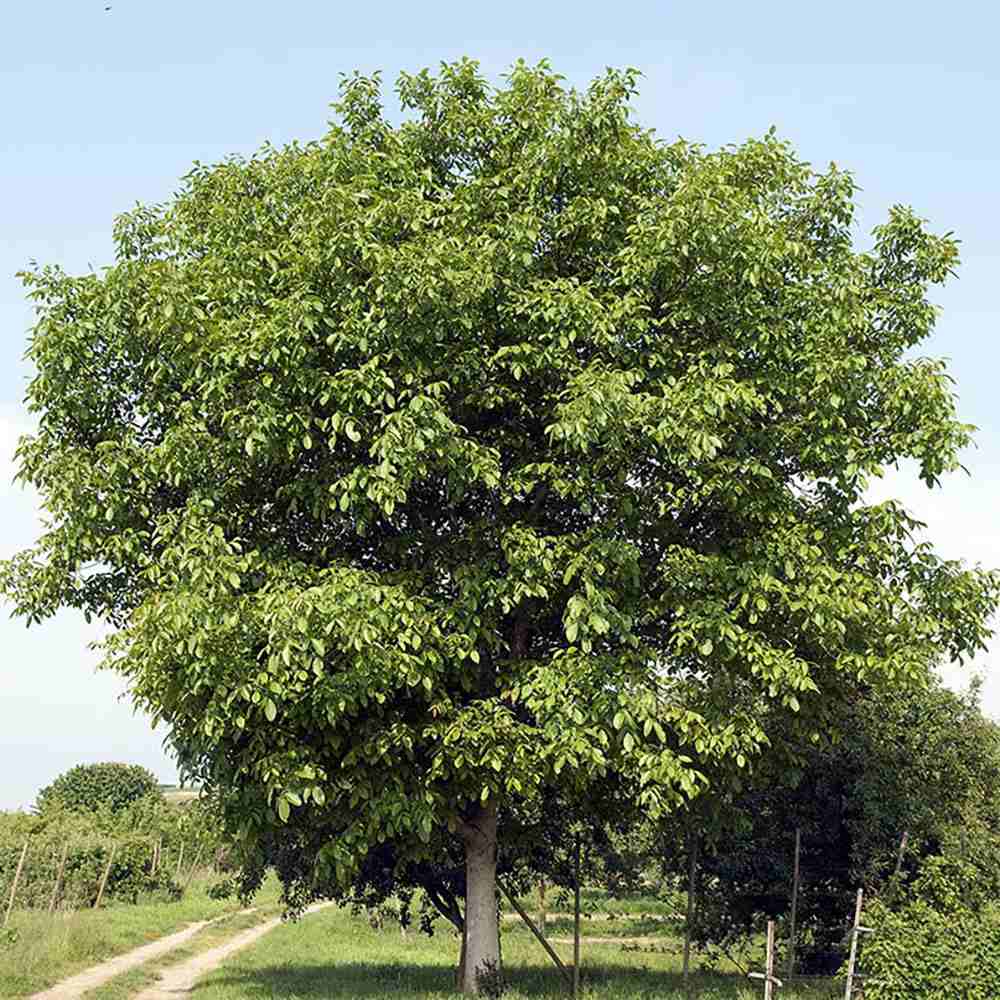 Nuc de Marea Neagra (Juglans Regia), cu gust gulce-amarui